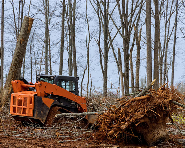 A1-tree-removal
